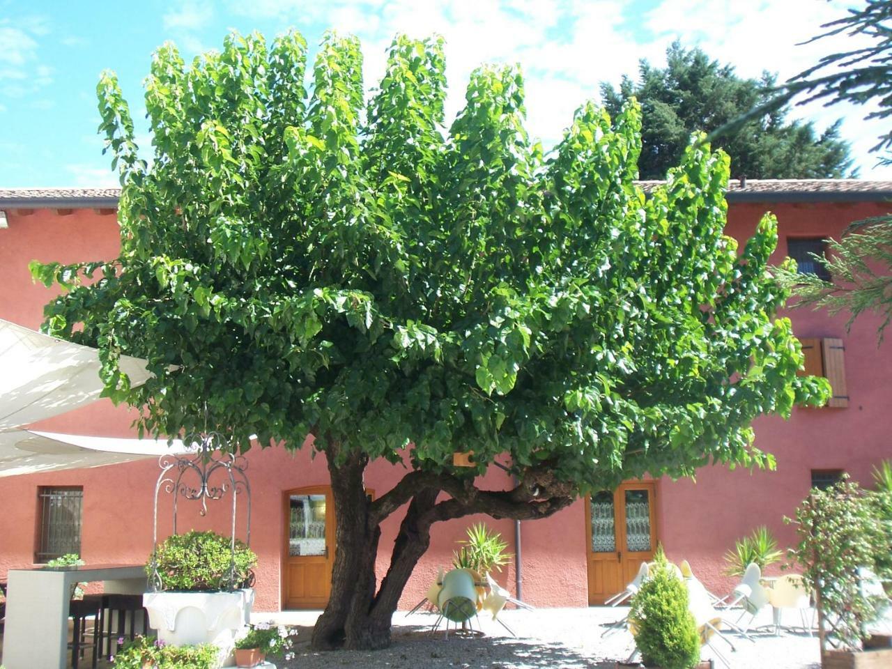 Agriturismo Al Casale Codroipo Luaran gambar